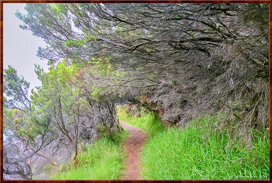 

Cape Bridgewater
Seal Colony Walk  -  11/58