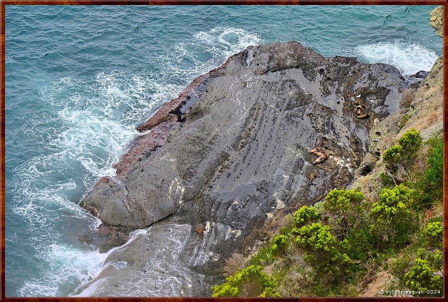 

Cape Bridgewater
Seal Colony  Walk  -  20/58