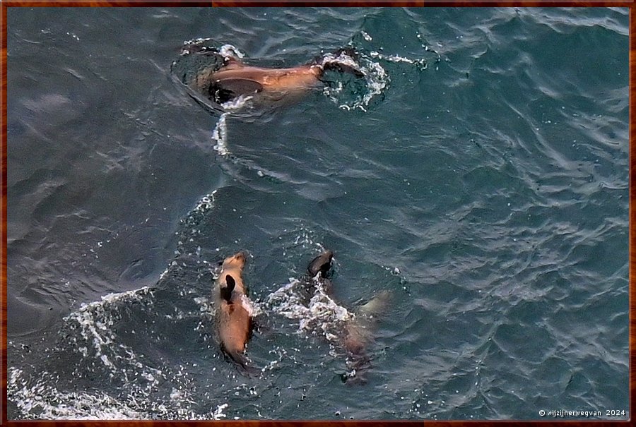 

Cape Bridgewater
Seal Colony Walk  -  22/58