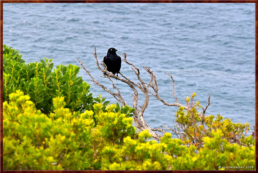 

Cape Bridgewater
Seal Colony Walk
Australian Raven  -  30/58