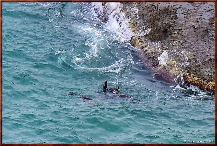 

Cape Bridgewater
Seal Colony Walk  -  32/58