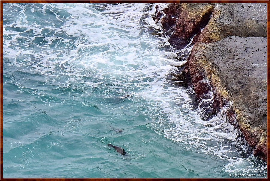 

Cape Bridgewater
Seal Colony Walk  -  34/58