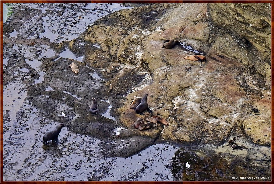 

Cape Bridgewater
Seal Colony Walk  -  35/58