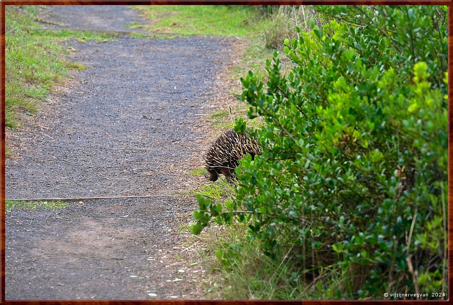 

Cape Bridgewater
Seal Colony Walk
Echidna  -  39/58