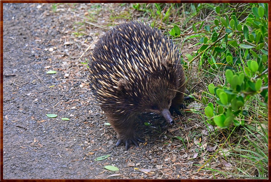 

Cape Bridgewater
Seal Colony Walk
Echidna  -  40/58