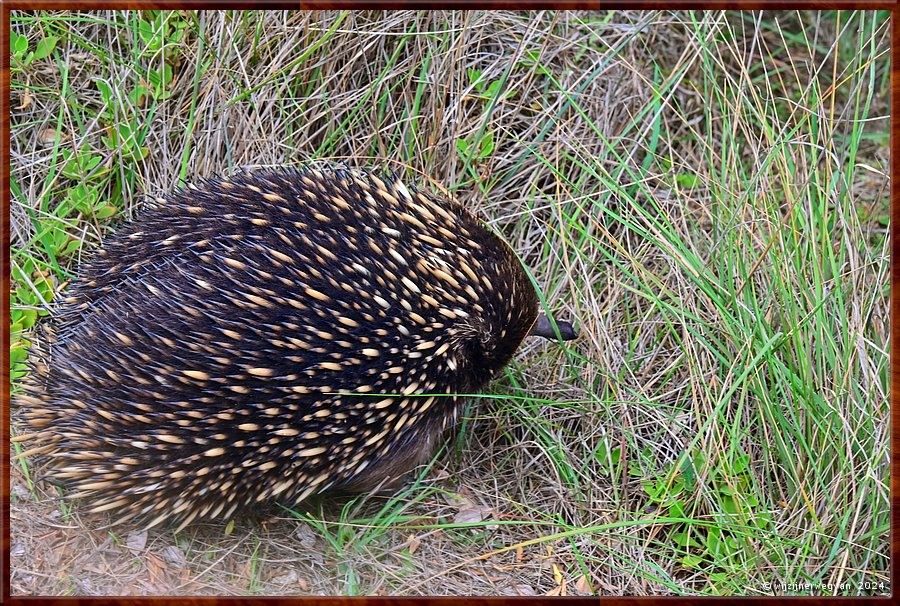 

Cape Bridgewater
Seal Colony Walk
Echidna  -  41/58