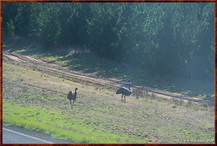 

Op weg naar Nelson
Emoes in de berm  -  3/25