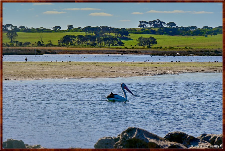 

Nelson
Estuary Beach
Pelikaan drijft voorbij  -  15/25