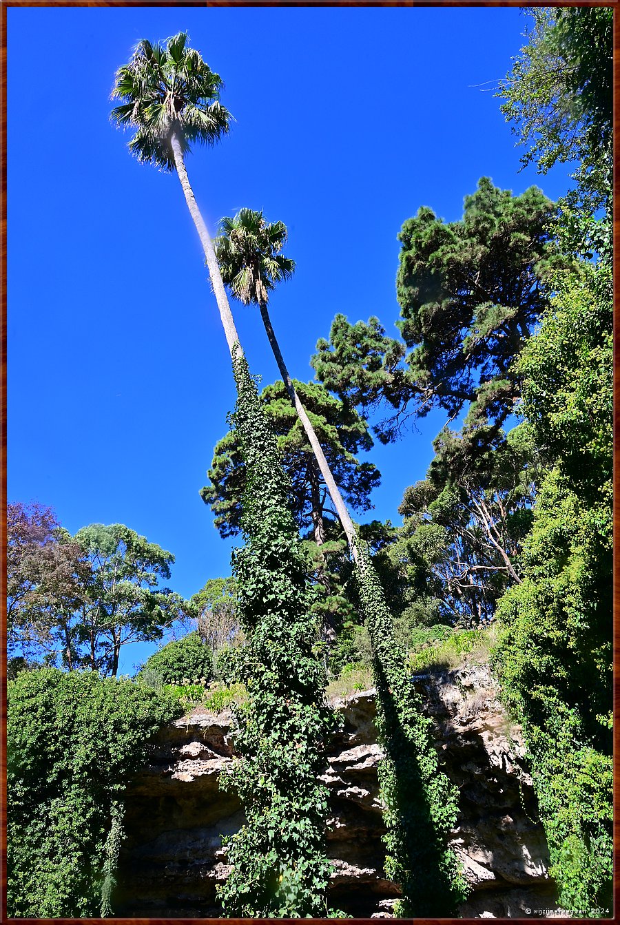 

Mount Gambier
Umpherston Sinkhole, The Sunken Garden
De tuin raakte in verval, maar werd in 1970 hersteld door 50 vrijwilligers die hier duizenden uren werkten  -  11/30