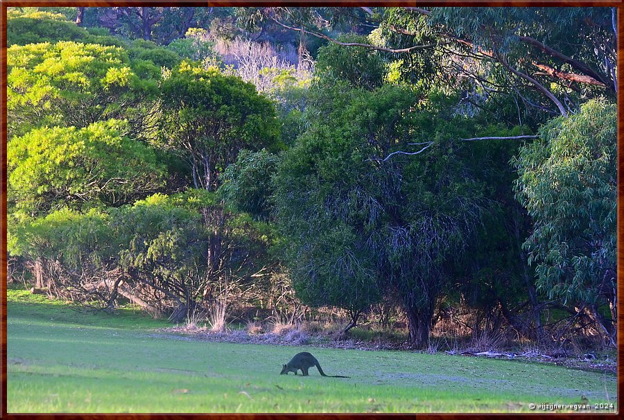 

Mount Gambier
Blue Lake
Een kangoeroe begraast de tuin van het pomphuis  -  28/30