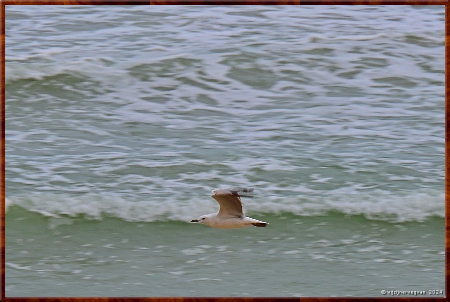 

Mount Benson
Long Beach Carpark
Nog zo'n vroege vogel!  -  3/30