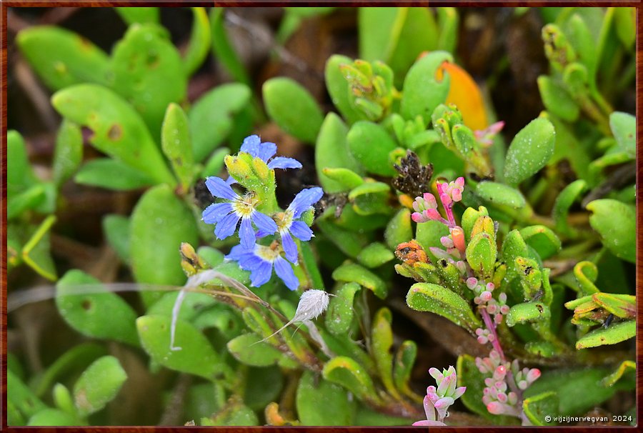 

Mount Benson
Long Beach Carpark
Dune fan-flower  -  5/30