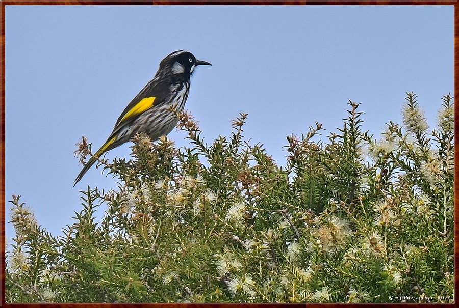 

Robe
Arthur Fennell Way
New Holland Honeyeater (witooghoningeter)  -  16/30