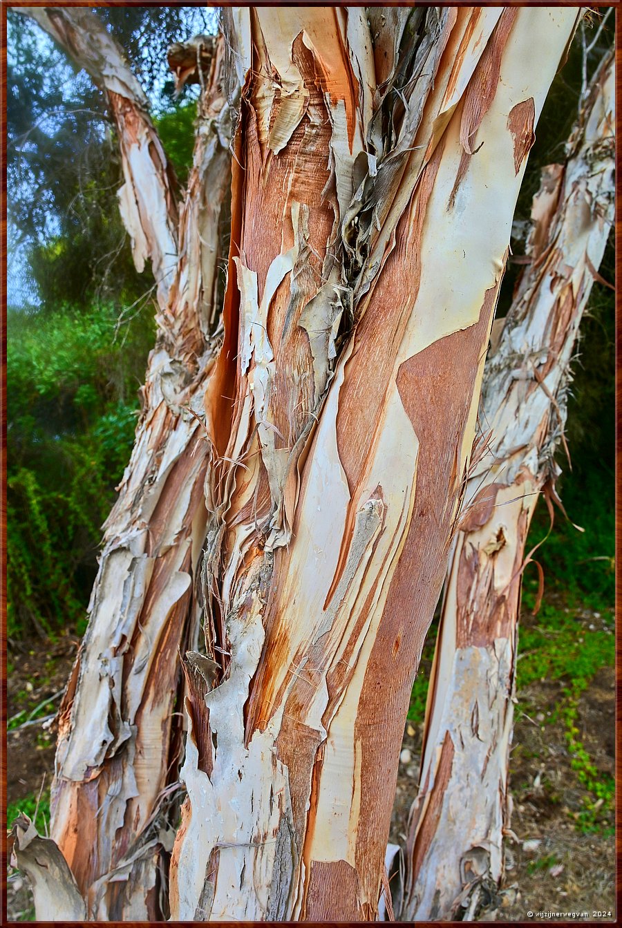 

Robe
Arthur Fennell Way
Eucalyptus  -  17/30