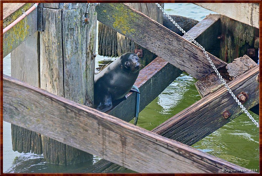 

Goolwa
Goolwa Barrage
Long nosed seal fur (Australische zeebeer)  -  17/41