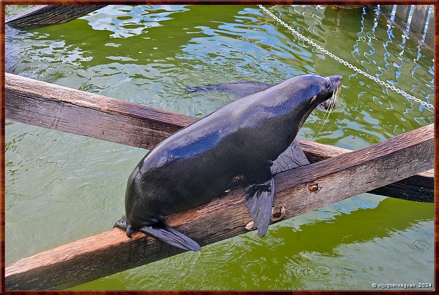 

Goolwa
Goolwa Barrage
Long nosed seal fur (Australische zeebeer)  -  18/41