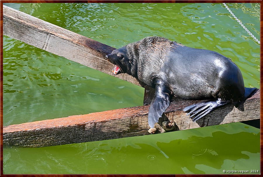 

Goolwa
Goolwa Barrage
Long nosed seal fur (Australische zeebeer)
Uit de familie oorrobben  -  19/41