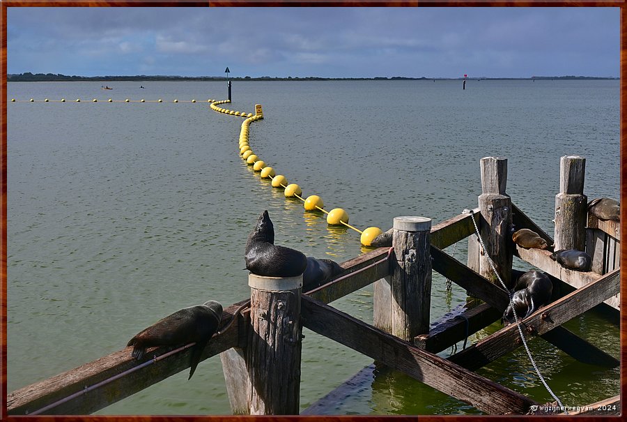 

Goolwa
Goolwa Barrage
Long nosed seal fur (Australische zeebeer)  -  20/41