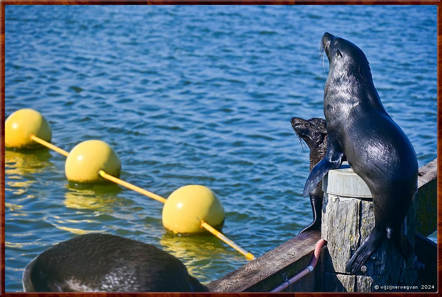 

Goolwa
Goolwa Barrage
Long nosed seal fur (Australische zeebeer)  -  21/41