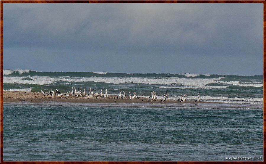 

Goolwa
Coorong National Park
Hindmarch Island
Murray Mouth Lookout
Een kolonie pelikanen  -  29/41