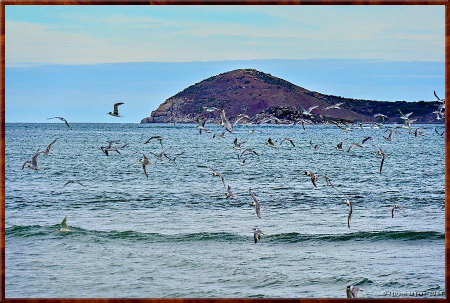 

Victor Harbor
Granite Island, Kaiki Trail
En meeuwen  -  13/44