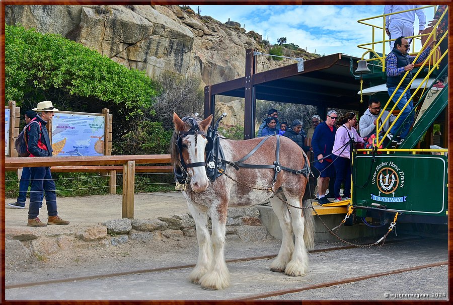 

Victor Harbor
Granite Island, Kaiki Trail
Paardentram
Als de paarden geen dienst hebben, grazen ze op de weide 
langs de oevers van de Inman-rivier, ongeveer 4 km landinwaarts  -  24/44