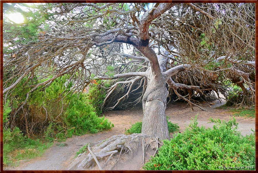 

Victor Harbor
Granite Island
Kaiki Trail  -  36/44