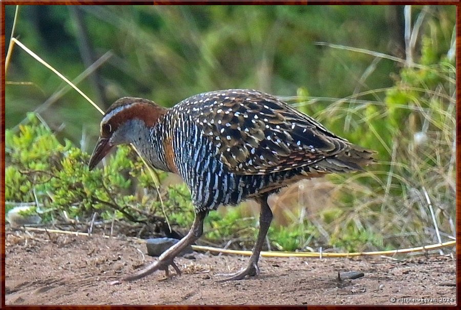 

Victor Harbor
Granite Island, Kaiki Trail
Geelbandral (buff-banded rail)  -  37/44