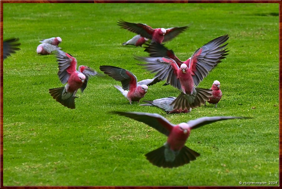 

Normanville, Bungala Park
Galahs (roze kaketoes)
Galahs brengen de dag door in het gebladerte van bomen, beschut tegen de hitte. 
Tegen het vallen van de avond komen deze acrobaten tevoorschijn om samen te gaan slapen.  -  43/44