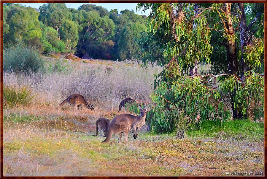 

Noarlunga Downs
Wetlands Loop Walk
We zijn gezien!  -  16/21