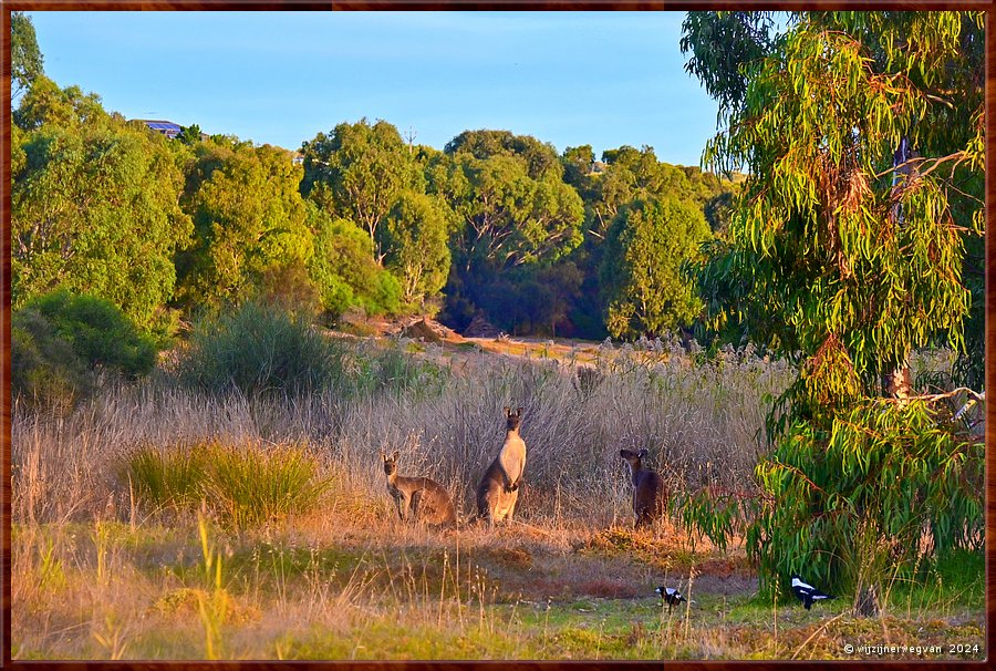 

Noarlunga Downs
Wetlands Loop Walk
De laatste zonnestralen  -  17/21