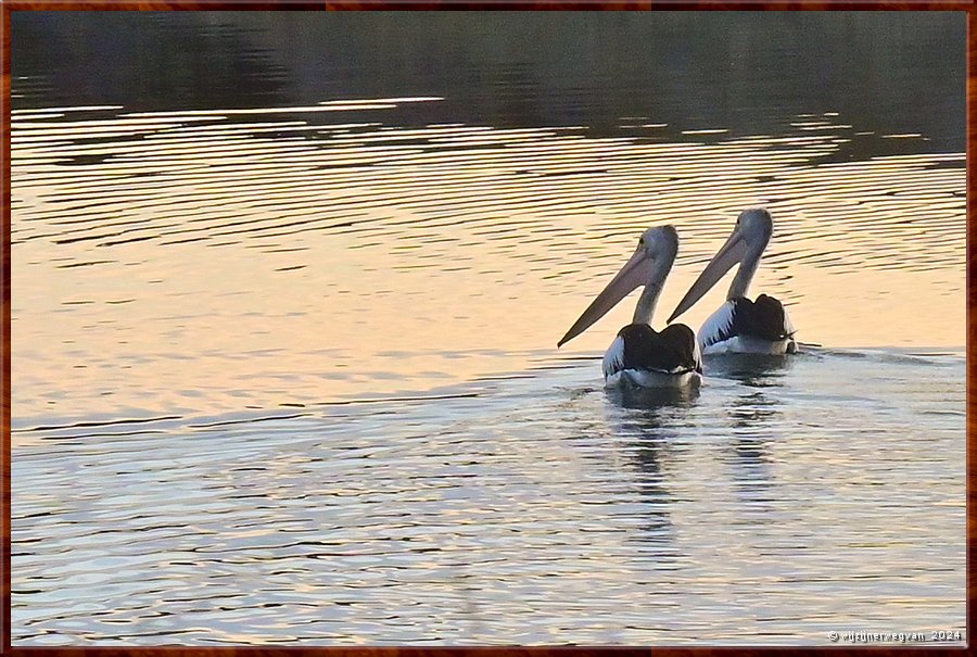 

Noarlunga Downs
Onkaparinga River
Wetlands Loop Walk
Pelikanenpaar  -  19/21