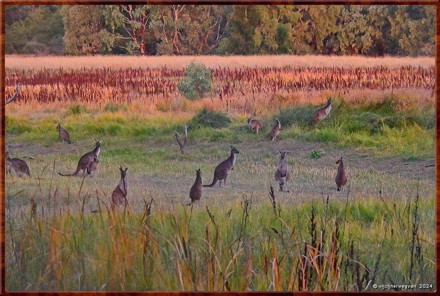 

Noarlunga Downs
Wetlands Loop Walk
De avond valt  kangoeroes ontwaken  -  20/21