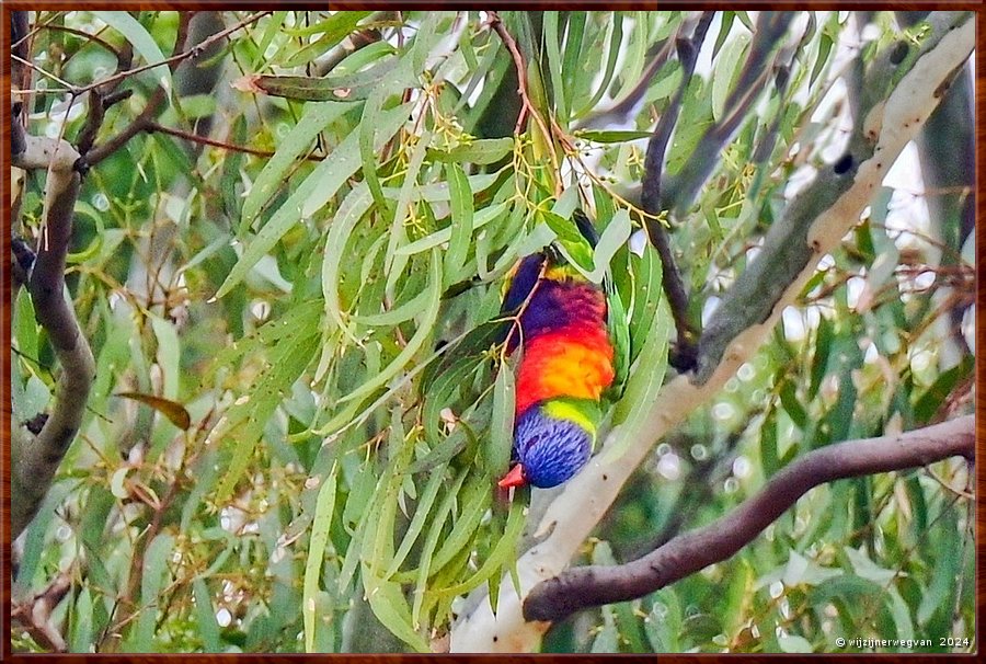 

Noarlunga Downs
Onkaparinga River 
Rainbow Lorikeet (lori van de blauwe bergen) op z'n kop  -  2/50