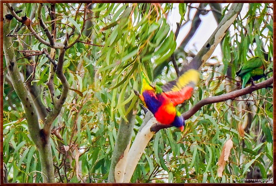 

Noarlunga Downs
Onkaparinga River 
Bye bye, Rainbow Lorikeet  -  3/50