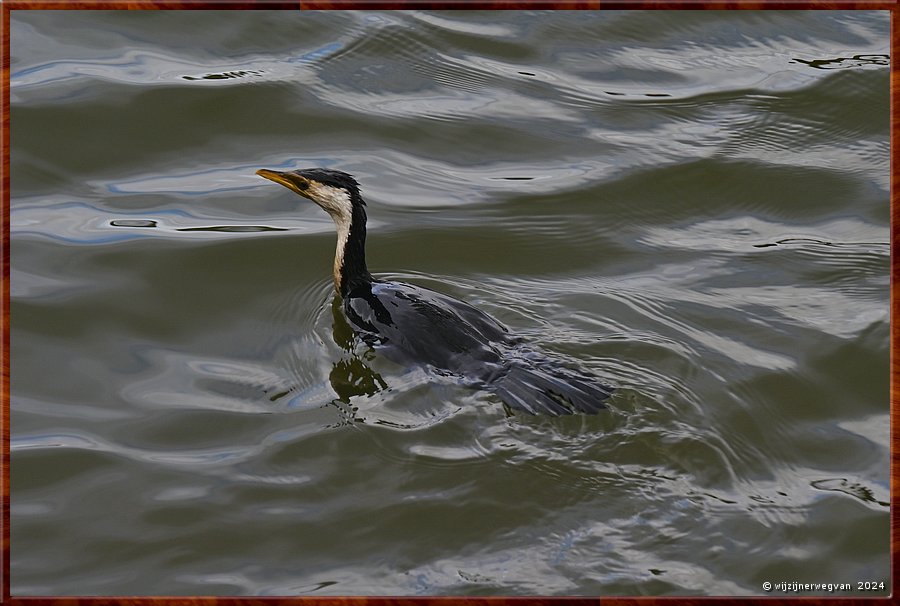 

Noarlunga Downs
Onkaparinga River, Perrys Bend
Aalscholver  -  5/50