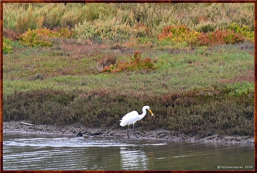 

Noarlunga Downs
Onkaparinga River 
Wetland Trail
Grote Zilverreiger heeft baat  -  7/50