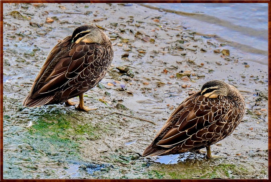 

Noarlunga Downs
Onkaparinga River 
Wetland Trail
Pacific Black Ducks  -  9/50