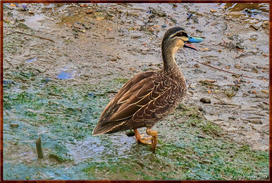 

Noarlunga Downs
Onkaparinga River, Wetland Trail
Pacific Black Duck (wenkbrauweend)  -  10/50