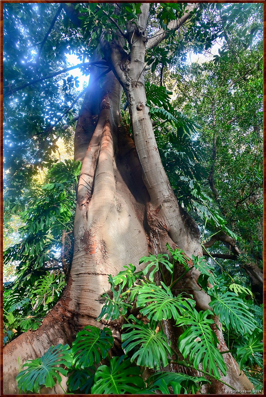 

Adelaide
Botanic Garden
Moreton Bay Fig (1866)
Deze vijgenboom staat hier al ruim 150 jaar mooi te wezen  -  25/50