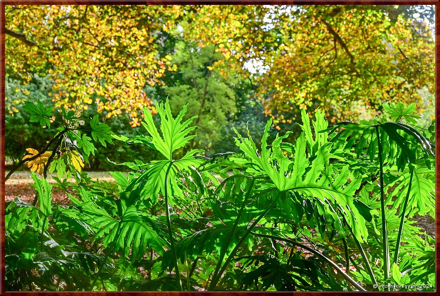 

Adelaide
Botanic Garden
Philodendron  -  26/50