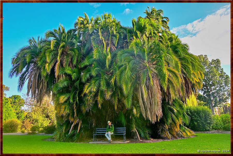 

Adelaide
Botanic Garden
Dadelpalm  -  28/50