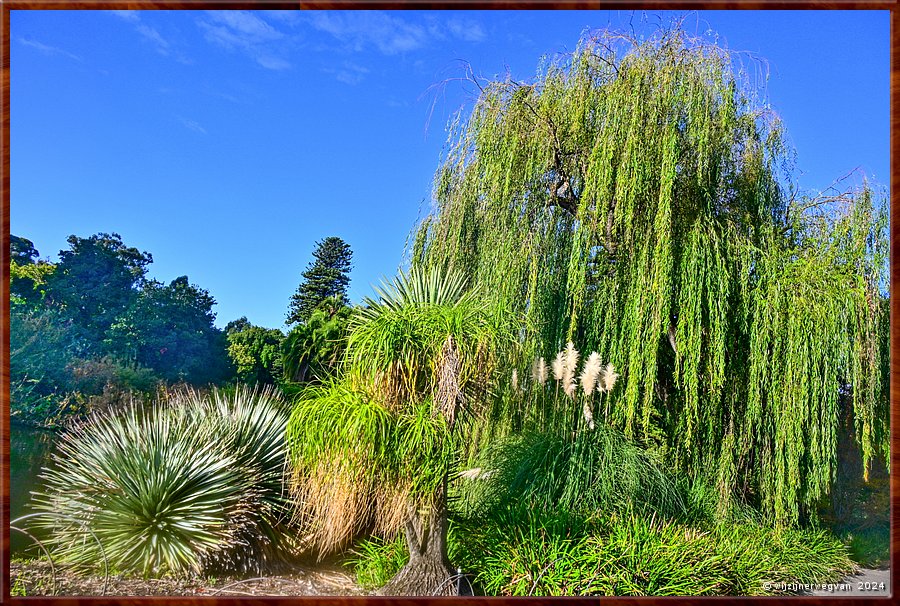 

Adelaide
Botanic Garden
Treurwilg  -  30/50