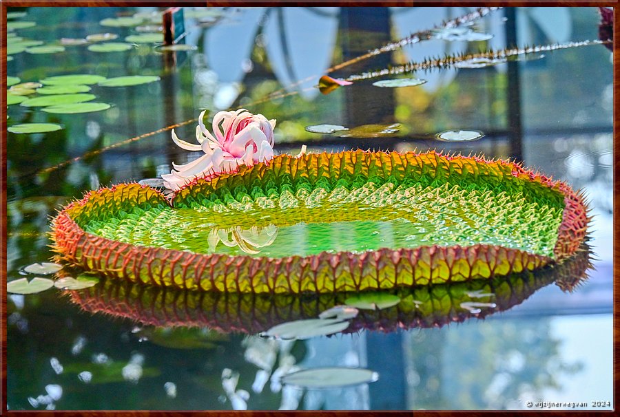 

Adelaide
Botanic Garden
Amazon Waterlily Pavilion
Dit is de zeer zeldzame Victoria Amazonica lelie  -  34/50