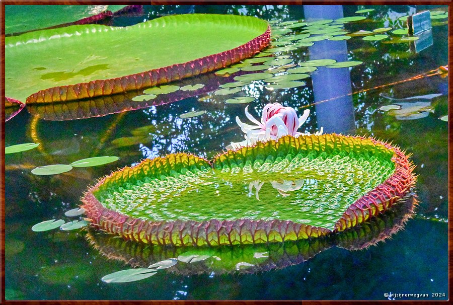 

Adelaide
Botanic Garden
Amazon Waterlily Pavilion
De Amazon lelie bloeit slechts 48 uur, dan verdwijnt de bloem onder water  -  36/50