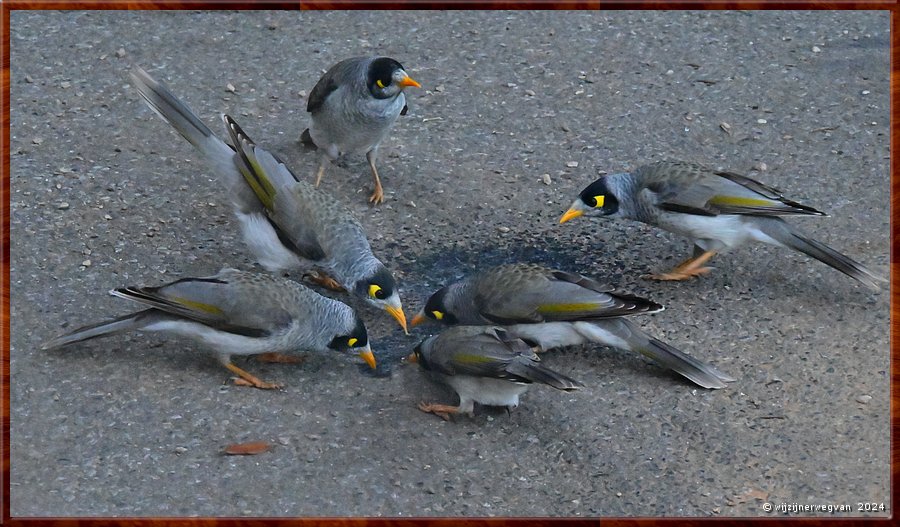 

Adelaide
Botanic Garden
Noisy Miners (tuinhoningeters)  -  38/50