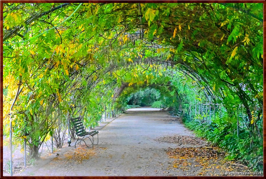 

Adelaide
Botanic Garden
Loofboog  -  39/50