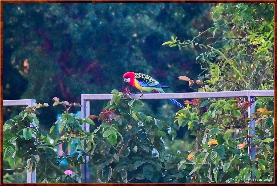 

Adelaide, Botanic Garden
International Rose Garden
Eastern Rosellas (prachtrosella)  -  42/50