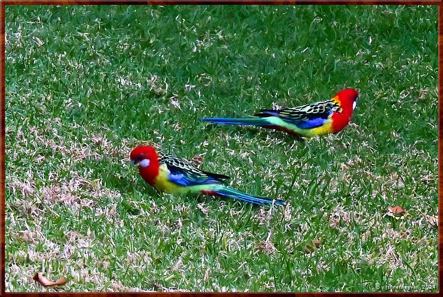 

Adelaide, Botanic Garden
Rose Garden
Eastern Rosellas zijn graag in de rozentuin, bloemen staan op hun menu  -  43/50