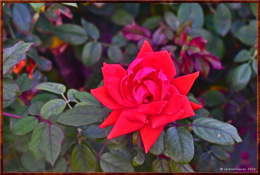 

Adelaide
Botanic Garden
Rose Garden
'Double Knock Out'  -  44/50